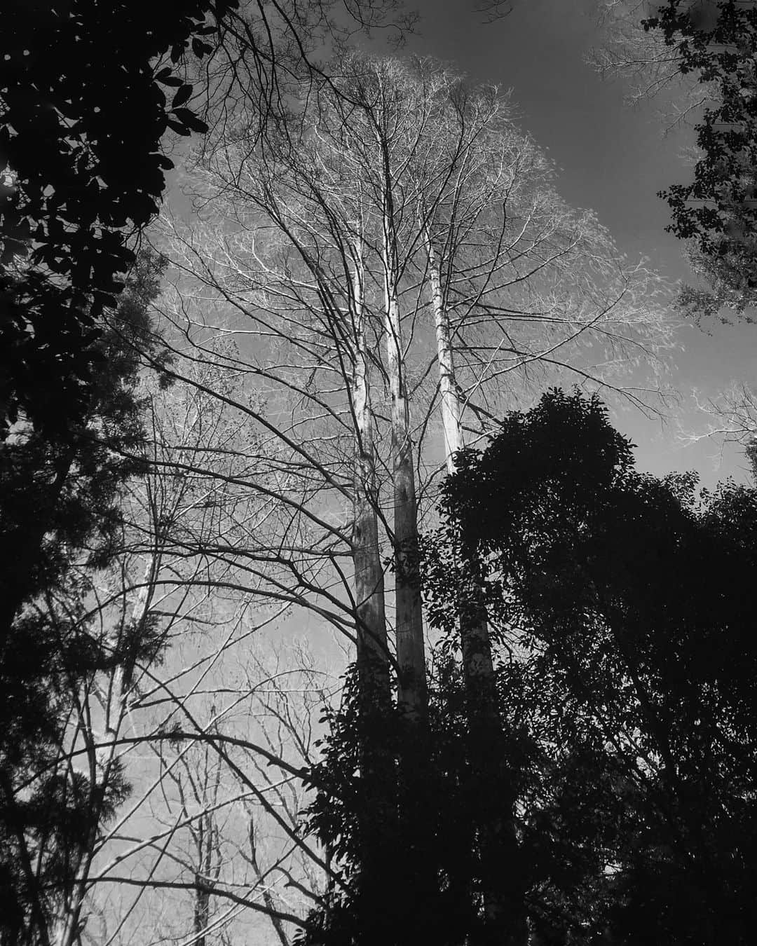 kazuのインスタグラム：「#shotoniphone #jj_blackwhite #bnw_rose #flair_bw #blacknwhite_perfection #bnw_art」