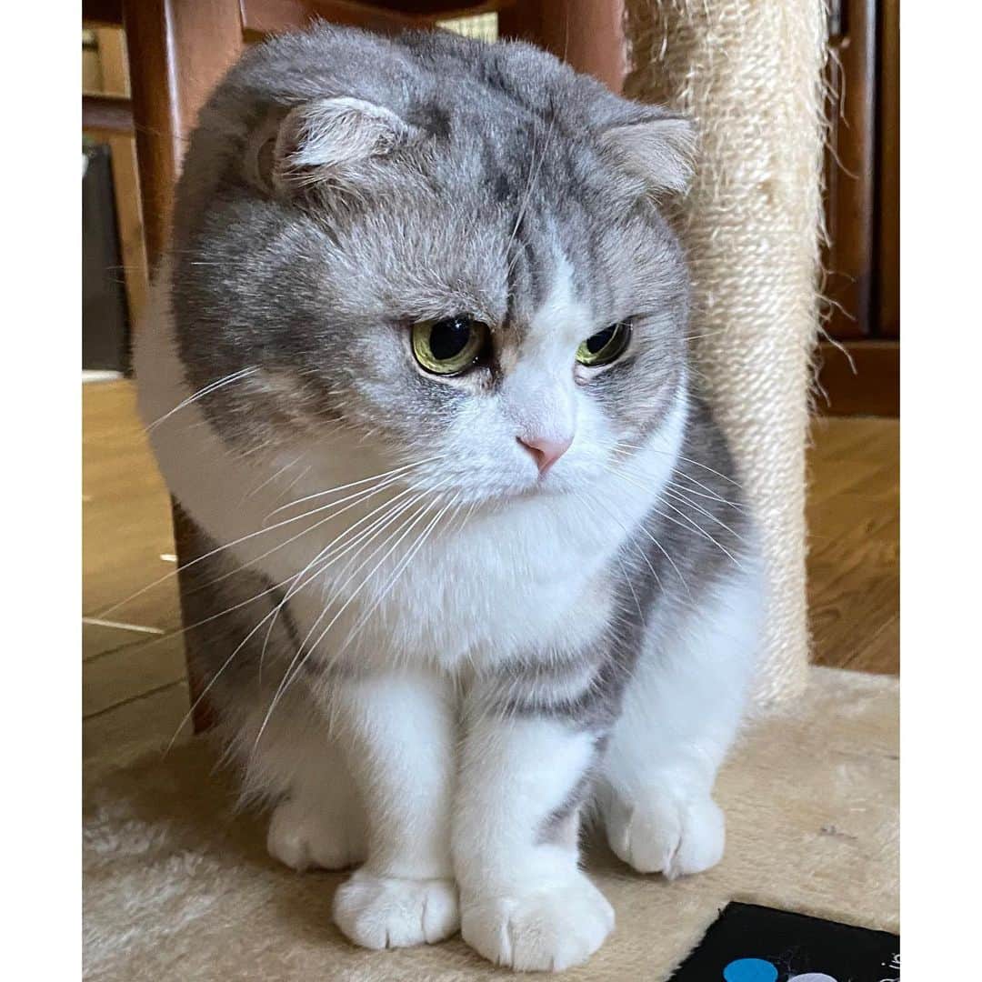 *eri*のインスタグラム：「┈ ☺︎﻿ ﻿ こんばんは｡･*･:♪﻿ ﻿ ﻿ よく食べて😋よく寝るので😪﻿ まん丸体型になってきました💓﻿ ﻿ ﻿ ﻿ 2021.1.18﻿ #猫 #ねこ #スコティッシュフォールド #ネコ #ねこ部 #にゃんこ #スコティッシュ#ニャンコ#ペット#スコ#猫部#cat #Scottishfold」