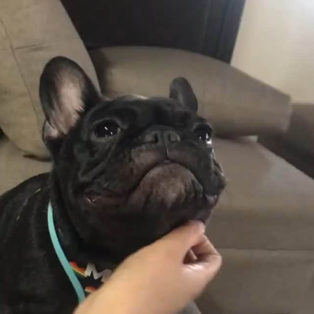 French Bulldogのインスタグラム