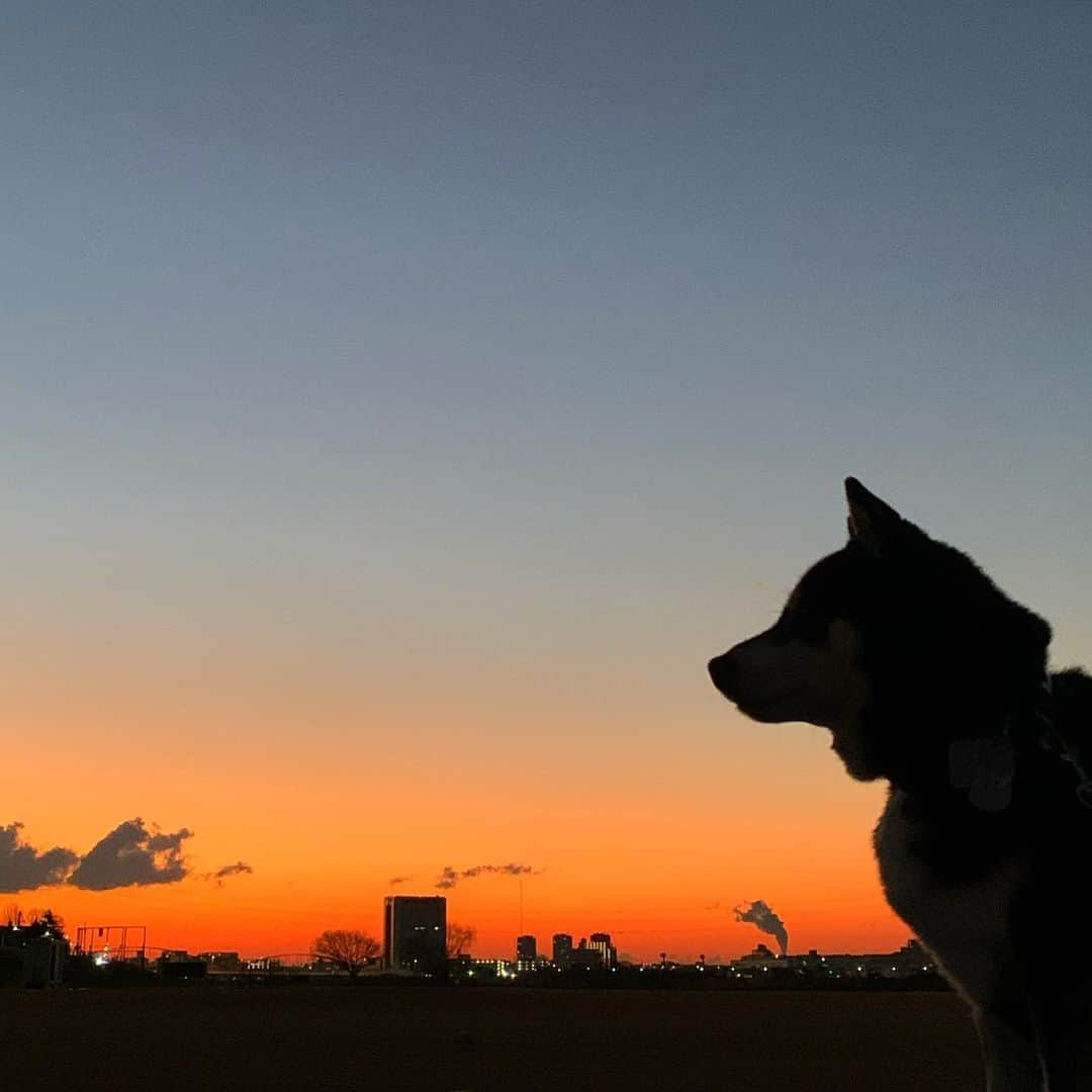 くろさんのインスタグラム写真 - (くろInstagram)「G☺︎☺︎d m☺︎rning TOKYO🐕 #シルエットロマンス部 #朝焼け #朝焼け空 #朝焼けの空 #あさやけこやけ #あさやけこやけ部 #グラデーションの空 #朝んぽ #おはようモーニング #GoodMornjngTokyo #MYTOKYOIS #TokyoTokyo #kuroshiba #blackshiba #shibainu #shibastagram #instadog #dogstagram #柴犬 #黒柴 #イッヌ #いぬら部 #柴犬のいる暮らし #柴犬のいる生活 #柴犬と一緒 #わんダフォ #わんだふるJapan #iPhoneXSで撮影」1月19日 6時25分 - m6bmw