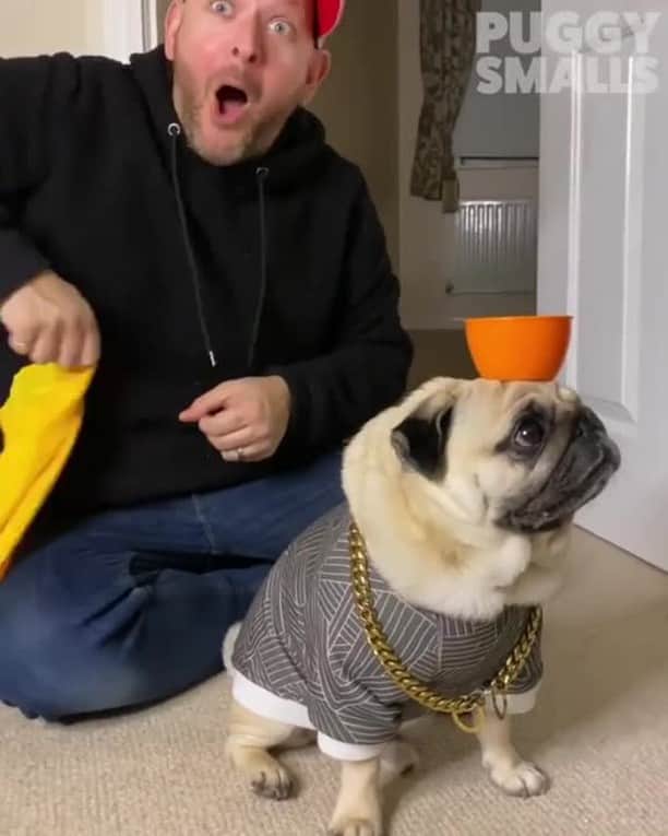 のインスタグラム：「The steadiest pug⠀ 📹 @thepuggysmalls @theneilhenry⠀ -⠀ #pug #balance #9gag」