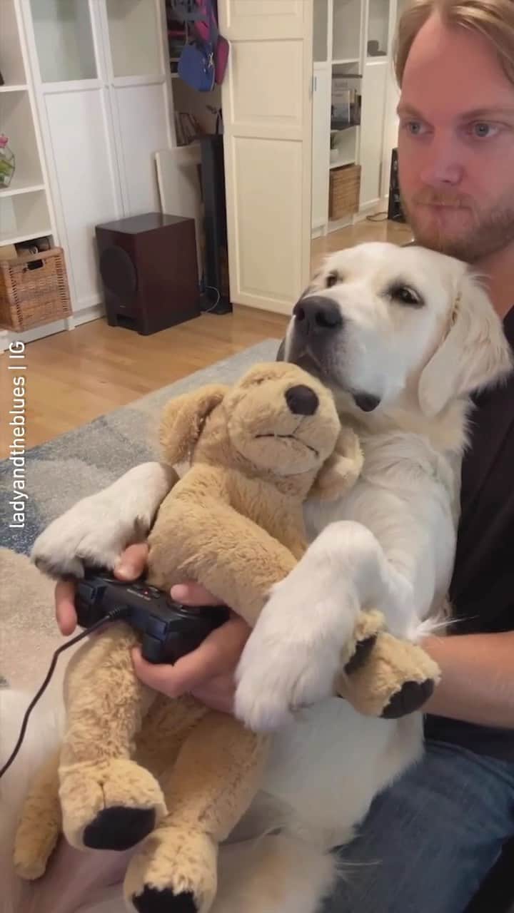 のインスタグラム：「Just habing fun wif hooman 📹 @ladyandtheblues - Want to get featured like them? Join “The Barked Club” on FACEBOOK and post something now! 👉 barked.com - #TheBarkedClub #barked #dog #doggo #GoldenRetriever」