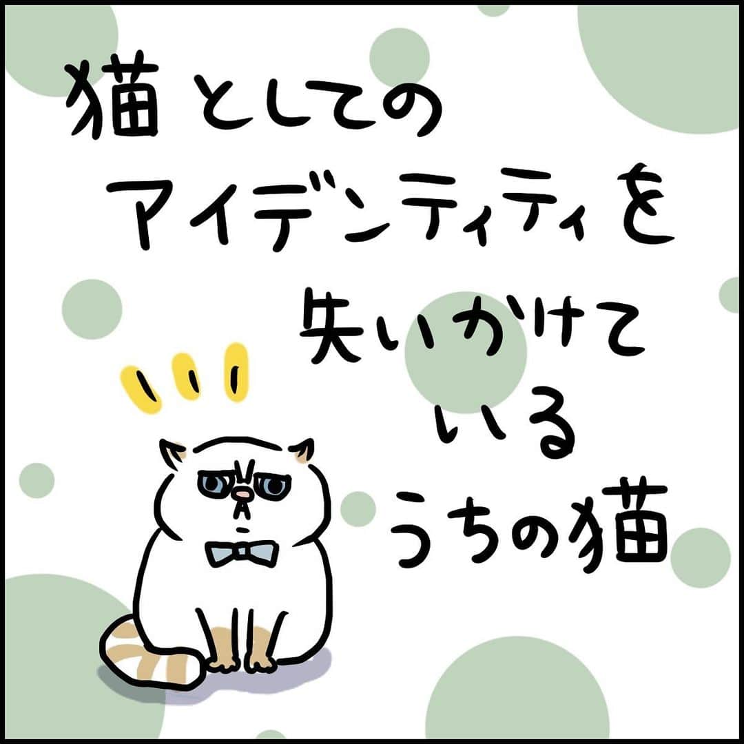 うえだしろこのインスタグラム：「うちの子は猫・・・なの・・・？ ・ ・ ブログ更新してます😆 ・ 「飼い主の心理を巧みに利用する猫」 ・  ストーリーズからぜひみてね〜😍 ・ ・ #育児漫画 #育児日記 #育児絵日記 #コミックエッセイ #ライブドアインスタブロガー #猫のいる暮らし」