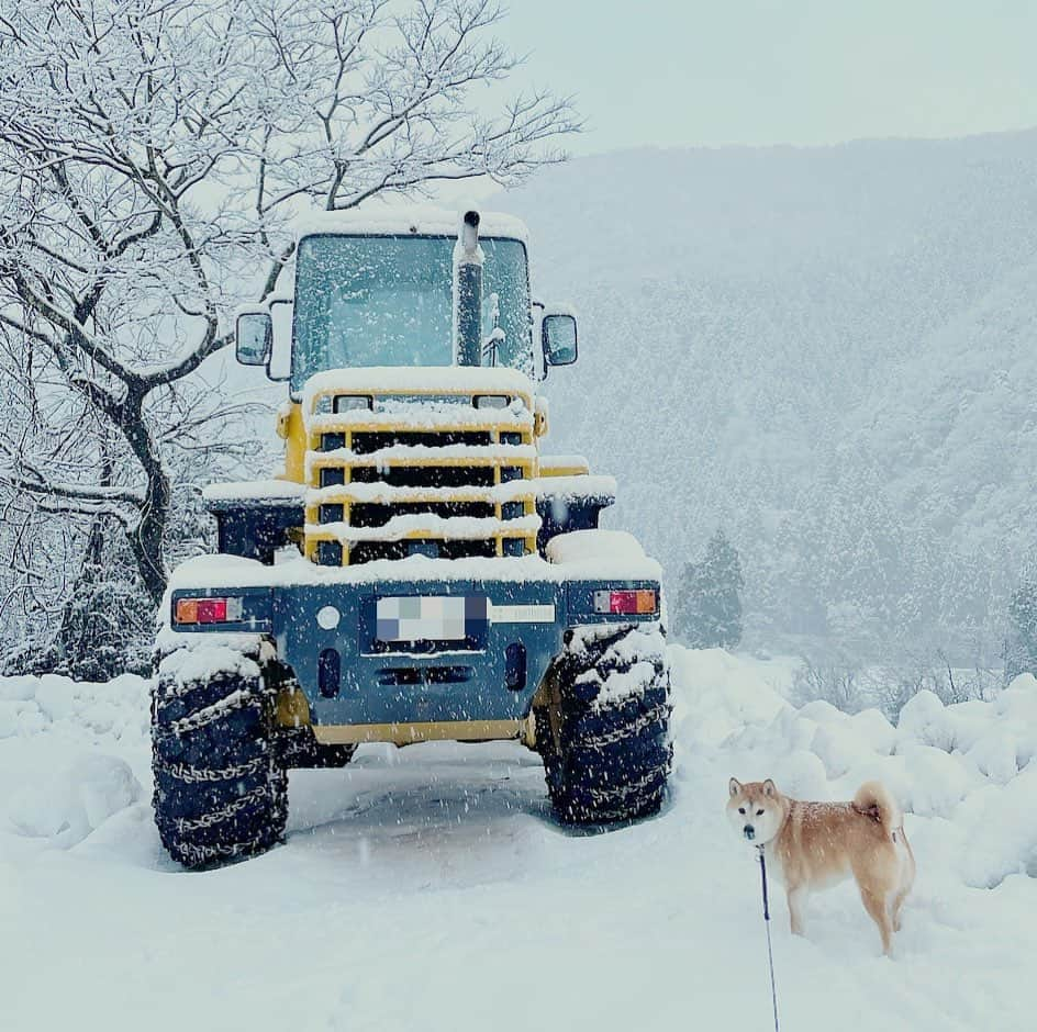 Hanamichi ＆ ℕㆁℜ〡ｋㆁ♡さんのインスタグラム写真 - (Hanamichi ＆ ℕㆁℜ〡ｋㆁ♡Instagram)「雪国のヒーロー、それは除雪車のみなさん❕いつも本当にありがとうございます❕ ・ #柴犬 #しばいぬ #子犬 #わんこ #dog #shiba #puppy #love #snowy #snowblow  #dogsofinstagram #shibastagram #除雪車 #シバイヌ  ・」1月18日 22時35分 - nyoriri