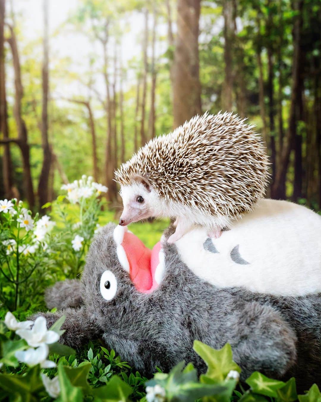 ダーシーさんのインスタグラム写真 - (ダーシーInstagram)「To to ro? Is that what your name is Totoro!」1月18日 22時31分 - darcytheflyinghedgehog