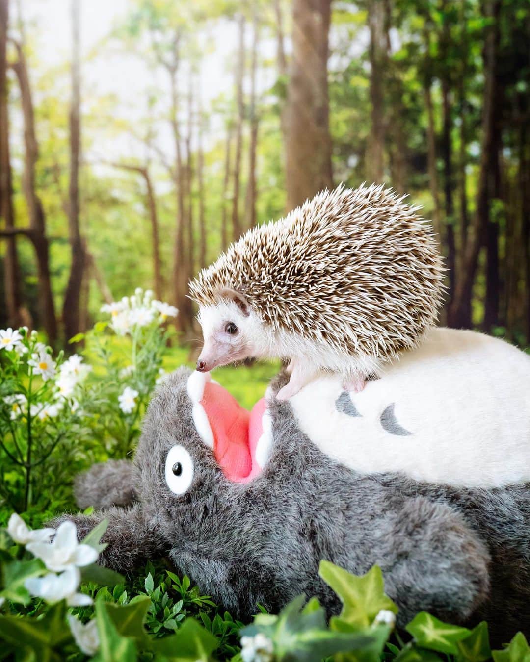 ダーシーのインスタグラム：「To to ro? Is that what your name is Totoro!」