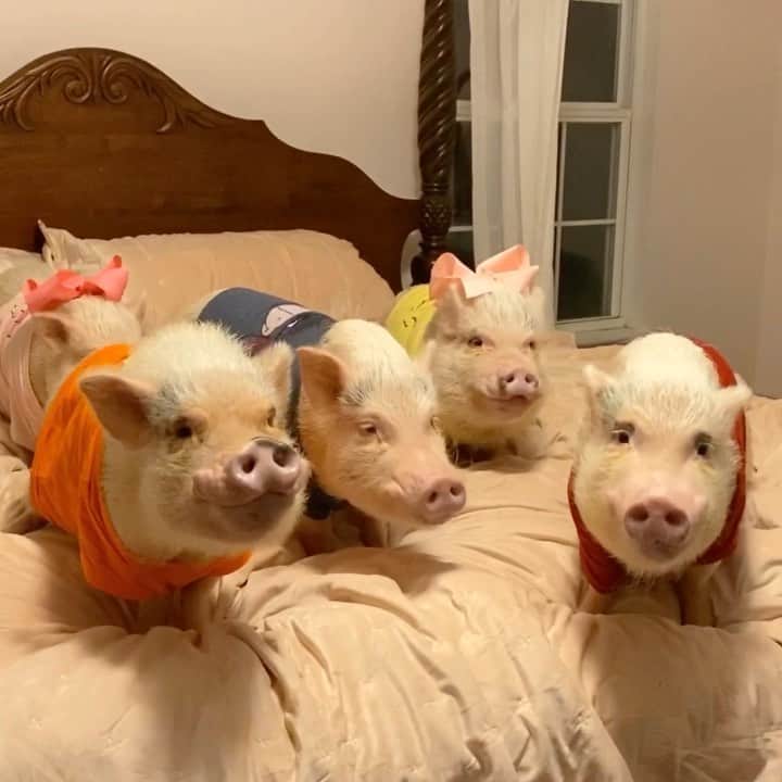 Priscilla and Poppletonのインスタグラム：「“A day without friends is like a pot without a single drop of honey left inside” - Winnie the Pooh 🐷🍯🐻 . Happy #NationalWinniethePoohDay! We got up early and put on our Winnie the Pooh, Tigger, Piglet, Eeyore and Rabbit shirts. We have our hooves crossed mommy lets us celebrate with Honey Nut Cheerios and breakfast in bed!🐷🥣 #WinniethePooh #PiggyPenn #PoseyandPink #PrissyandPop」