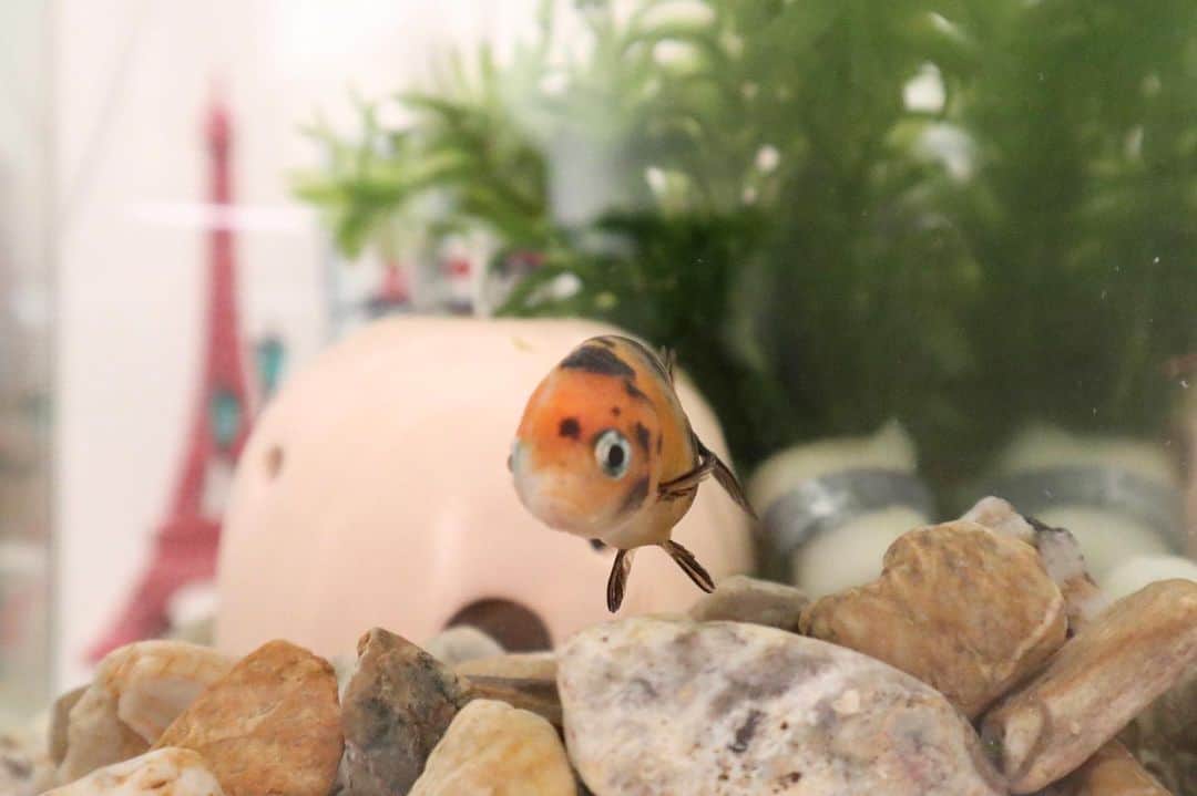 シナダユイのインスタグラム：「「金魚飼っていい？」と聞く目が完全に🥺#ぴえん だった。 * うちの子。エドです、おやすみなさい💤🌙」