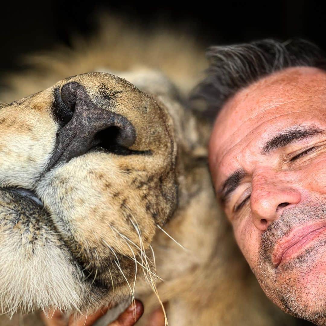 Kevin Richardson LionWhisperer さんのインスタグラム写真 - (Kevin Richardson LionWhisperer Instagram)「When Bobcat grabs your leg, there’s no getting away until he’s got a chin scratch, a kiss and a head rub. There are days when this big boy just demands love. Who am I to deny him this small pleasure in life! Scroll 👉🏼  • • • • #lionlove #lionlover #specialbond #interspeciesfriendship #lion #africanlion #chinscratches」1月18日 23時17分 - lionwhisperersa