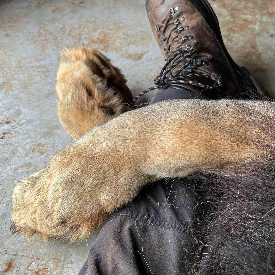のインスタグラム：「When Bobcat grabs your leg, there’s no getting away until he’s got a chin scratch, a kiss and a head rub. There are days when this big boy just demands love. Who am I to deny him this small pleasure in life! Scroll 👉🏼  • • • • #lionlove #lionlover #specialbond #interspeciesfriendship #lion #africanlion #chinscratches」