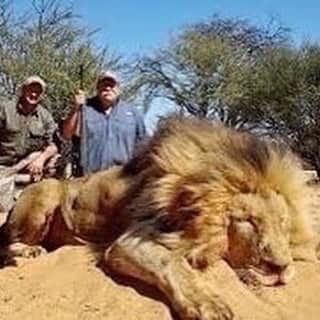 HANAさんのインスタグラム写真 - (HANAInstagram)「EXPOSING THE MOST BARBARIC INDUSTRY ON EARTH... CANNED LION HUNTING 💔 (LINK IN BIO FOR MORE INFORMATION @hana__kitty 🤏🤏🤏) _ Canned hunting is the hunting of captive-bred animals in a confined area from which they cannot escape.  The pictures above speak so many words and shows the gruesome, unforgivable pain that these lions go though everyday!   There are around 12,000 lions in captivity, while there are just 3,000 in the wild, This is why we need your help, we need to use our voices and come together to end this NOW (link in bio to support and end this @hana__kitty ) 🤏  We are raising money from each necklace sold and donating to charities that oppose canned hunting, to help keep their campaigns running and get us closer to this horror ending. These charities run campaigns to end captive breeding of lions and other animals.  Nobody should have to go through such a horror.  LINK IN BIO TO HELP END CANNED LION HUNTING🙏😓❤️( @hana__kitty 🤏🤏🤏)」1月18日 23時33分 - hana__kitty