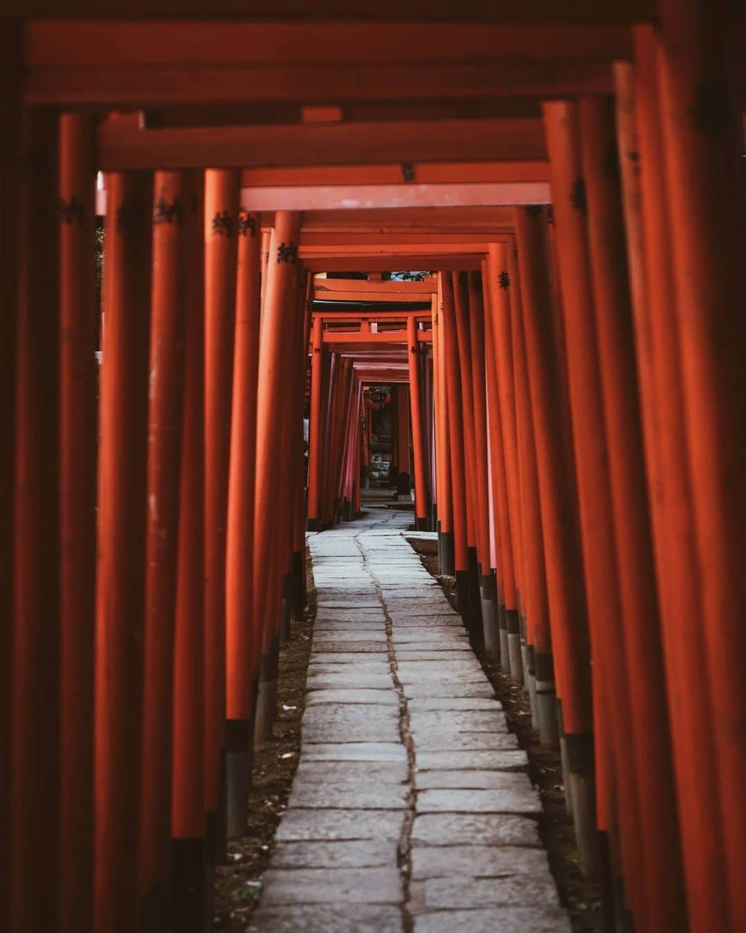 福田洋昭のインスタグラム：「Enter from the narrow gate • 狭き門より入れ ⛩️」