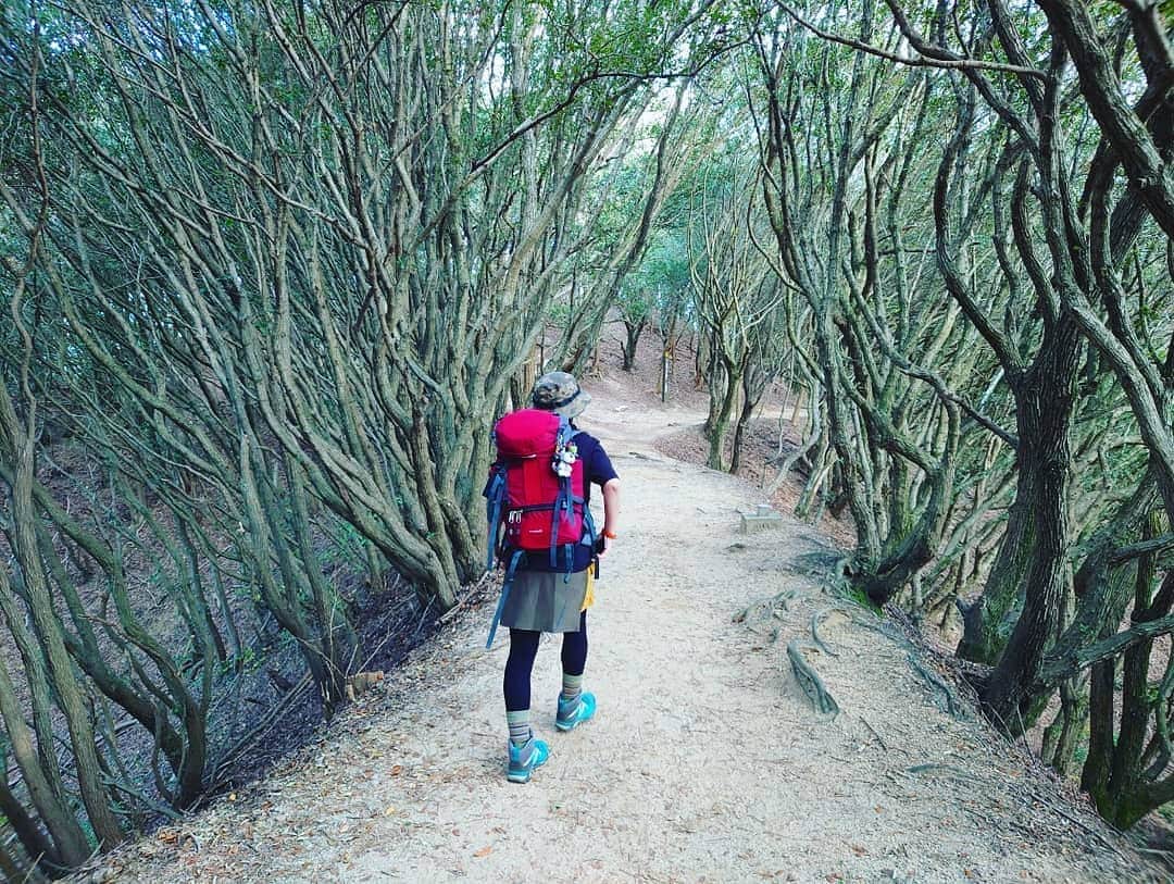 服部ひで子のインスタグラム：「絵本の世界に 迷いこんだみたい！！！🌳  すごく幻想的✨  #登山 #山登り」