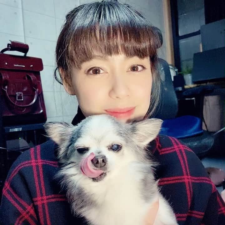 のインスタグラム：「🤍 今日はとても良いことがありました。 ・ ・ この幸せに感謝しかない。 ・ 大好き🤍 ・ ・ ・ #1日1大好き #優美 #昭和感 #大好き #love #vegan #チワワ #チワワ部 #親バカ #chihuahua #chihuahualove #chihuahualife #ちわすたぐらむ」
