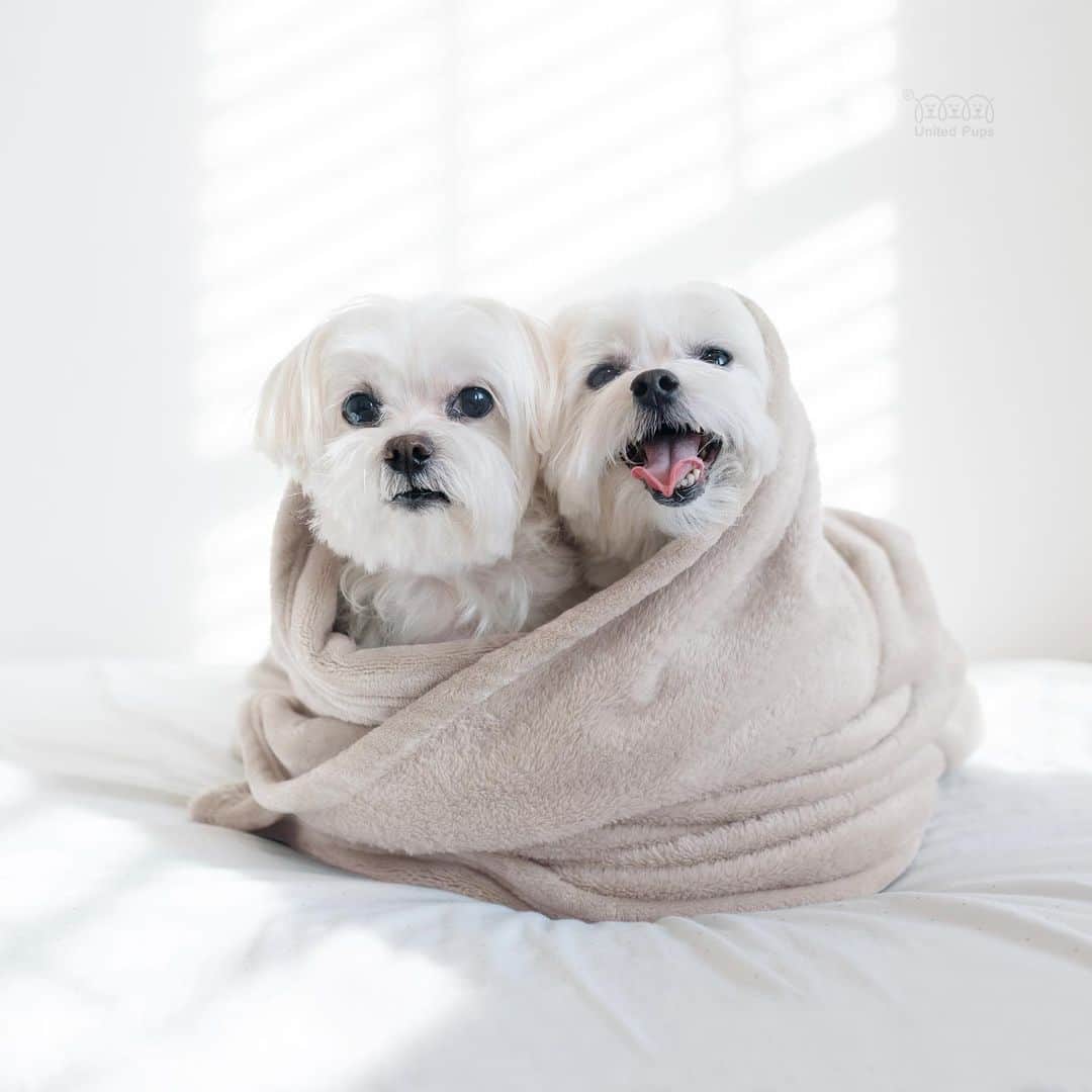 hi.arodさんのインスタグラム写真 - (hi.arodInstagram)「Who is your cuddle buddy? This girl seems really enjoy cuddling with me🤷🏻‍♂️  #cuddlewithme#cuddletime#snugglebuddy#cuddlebuddy#twodogs#cuddleseason#cuddlebug#pawfriends#thedodo#dogsandpals#twodogsarebetterthanone#dogduo#duo#maltese#malteser#malteselovers#malteselove#maltesedog#malteselife#malteseworld#malteseofig#malteseofinstagram#malteseclub#todaysdog#maltese_thecute#ilovemaltese#malteseoftheday#whitedog#狗 #瑪爾濟斯」1月19日 0時14分 - hi.arod