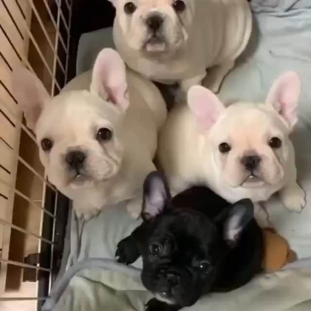 French Bulldogのインスタグラム