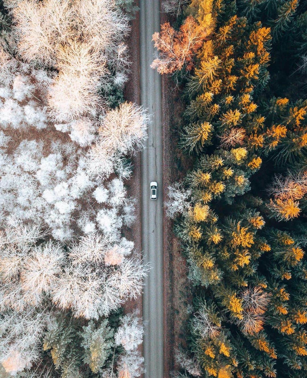 Canon Photographyさんのインスタグラム写真 - (Canon PhotographyInstagram)「Forest drives Photography // @airpixels  Curated by @henry.nathan  #forest #drone #winter #spring #car」1月19日 0時41分 - cpcollectives