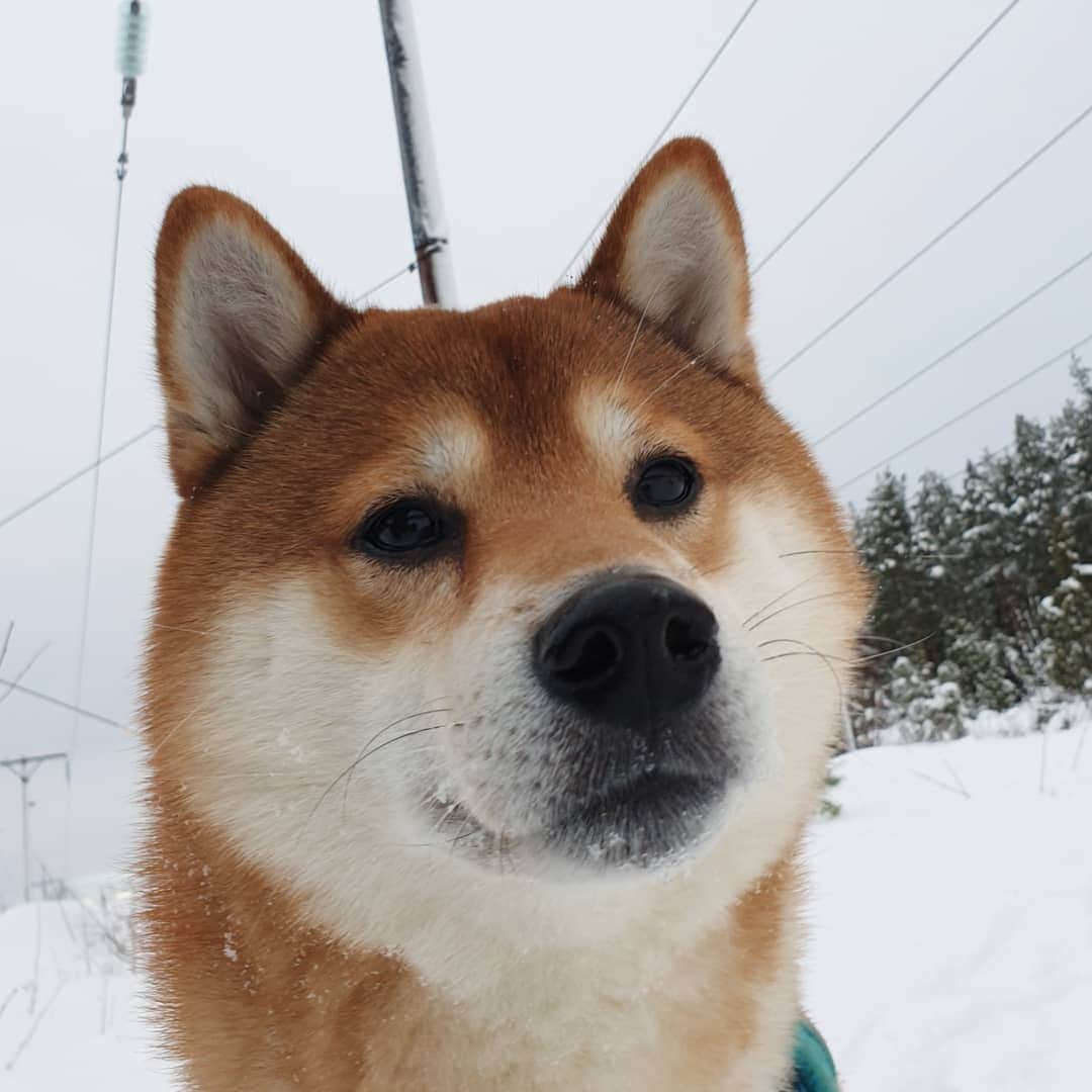 ?Fricko the Shiba Inu?のインスタグラム：「Cutie pie in the snow!! 🐾 🐾 🐾 #Fricko #🐶 #☀️ #shiba #shibainu #dog #柴犬 #赤柴  #adorable #shibaholics  #dogoftheday  #weeklyfluff #aww #dogstagram  #puppiesofinstagram #shibalove #shibastagram #shibadog #shibasofinstagram #doglovers」