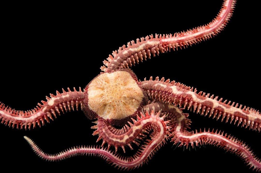 Joel Sartoreさんのインスタグラム写真 - (Joel SartoreInstagram)「Thanks to the shape and flexibility of the crevice brittlestar, this shy species can easily escape detection by hiding beneath rocks in tide pools or burying itself beneath the sand and mud. While they prefer to remain hidden, this brittlestar is considered to be quite active, moving quickly and with ease throughout their homerange. Motion is made possible thanks to the species’ long arms, which reach out in pairs and pull the brittlestar along the ocean floor. Photo taken @alaskasealifecenter. #brittlestar #crevice #longarms #pink #spines #flexible #PhotoArk #savetogether」1月19日 0時55分 - joelsartore