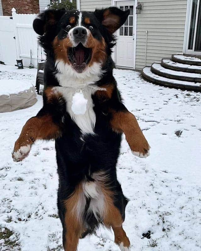 のインスタグラム：「The moment of “heck” - Want to get featured like him? Join “The Barked Club” on FACEBOOK and post something now! 👉 barked.com - 📹 @murphymcd_thebmd - #TheBarkedClub #barked #dog #doggo #BerneseMountainDog #Berners」