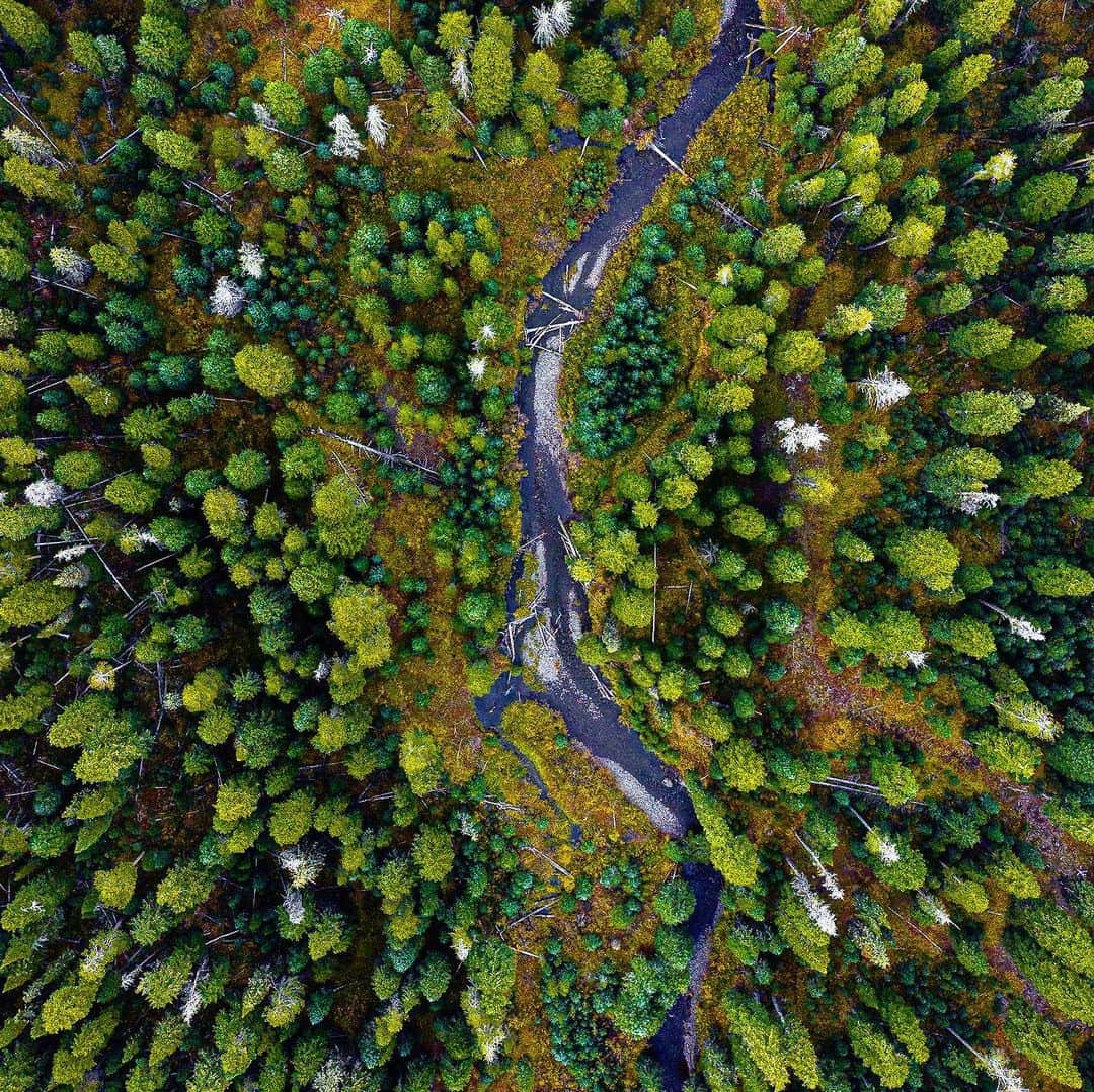 オボズのインスタグラム：「These trails are meant to be shared 🌲   We celebrate the life, mission, and tenacity of trailblazer, Martin Luther King Jr.   We know the trail is long... As a company, alongside our internal JEDI (Justice Equity Diversity and Inclusion) task force, we recognize that our journey has just begun. Stay tuned for more on these efforts later this week.  "If you can't be a highway, just be a trail. If you can't be a sun, be a star. For it isn't by size that you win or fail. Be the best at whatever you are." . . . . #truetothetrail #mlk」
