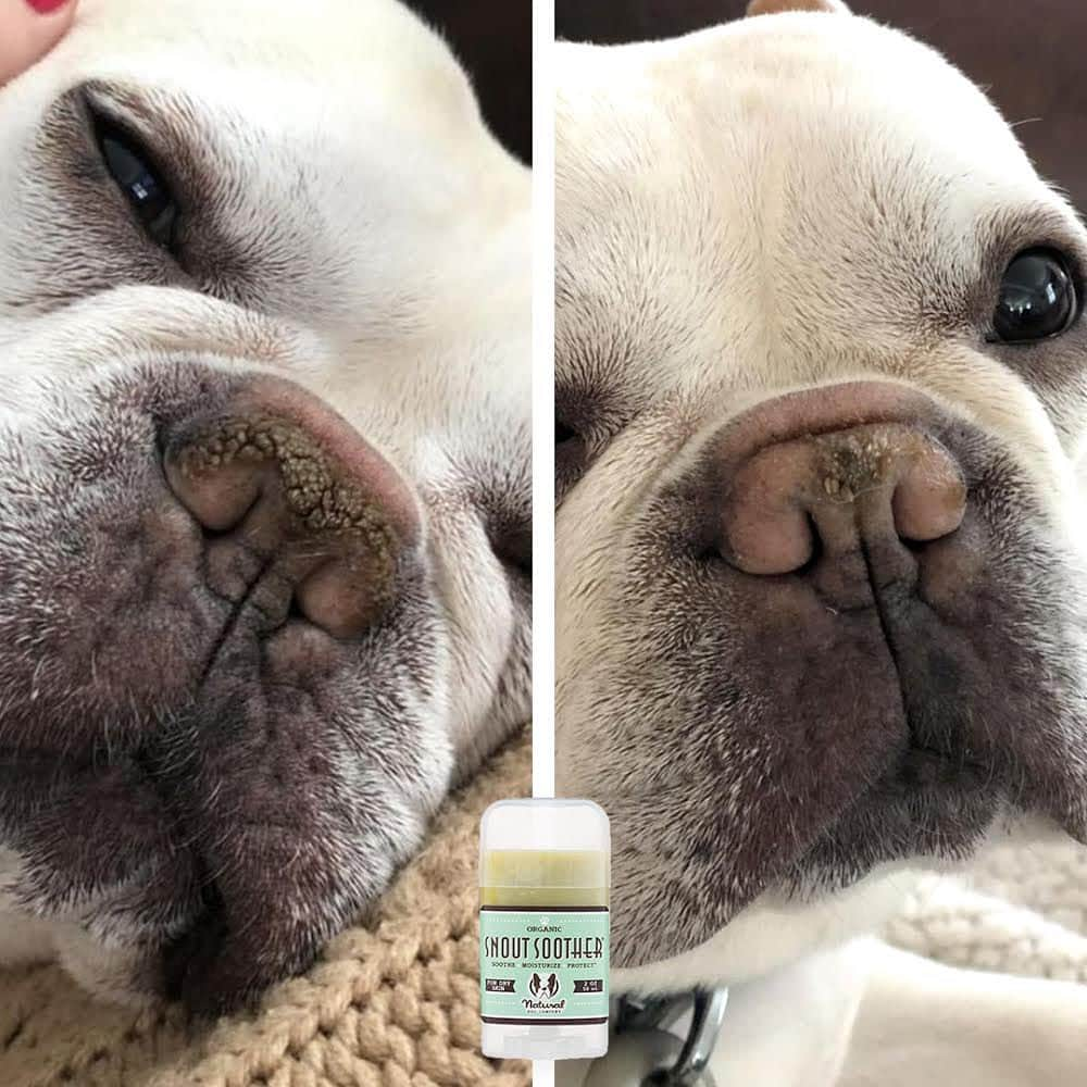 Regeneratti&Oliveira Kennelさんのインスタグラム写真 - (Regeneratti&Oliveira KennelInstagram)「Have you tried everything to heal your dog's nose? Coconut oil, olive oil...vaseline *gasp*. These are very light moisturizers (with the exception of petroleum jelly, it actually has no moisturizing agents at all), and won't give you the same healing power as #SnoutSoother. Made from 100% natural plant-based ingredients, Snout Soother comes recommended by vets and customers all over the world for healing dry dog noses! . ⭐ SAVE 20% off @naturaldogcompany with code JMARCOZ at NaturalDog.com  worldwide shipping  ad 📷: @mirissacaspers  . . . . . . #frenchiepetsupply #frenchiesofinsta #pugsofinsta #frenchbulldog #frenchiesofinstagram #pug #frenchies #reversibleharness #frenchiehoodie #thedodo #frenchieharness #dogclothes #dogharness #frenchiegram #dogsbeingbasic #frenchieoftheday #instafrenchie #bulldogs #dogstagram #frenchievideo #cutepetclub #bestwoof #frenchies1 #ruffpost #bostonterrier #bostonsofig #animalonearth #dog」1月19日 1時49分 - jmarcoz