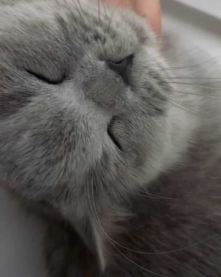 Mathilde Goehlerのインスタグラム：「This little one have been to the vet today, I’ve been postponing it for so long, I can’t take to see her not well :( but she is okay now 🤍🙏🏽」