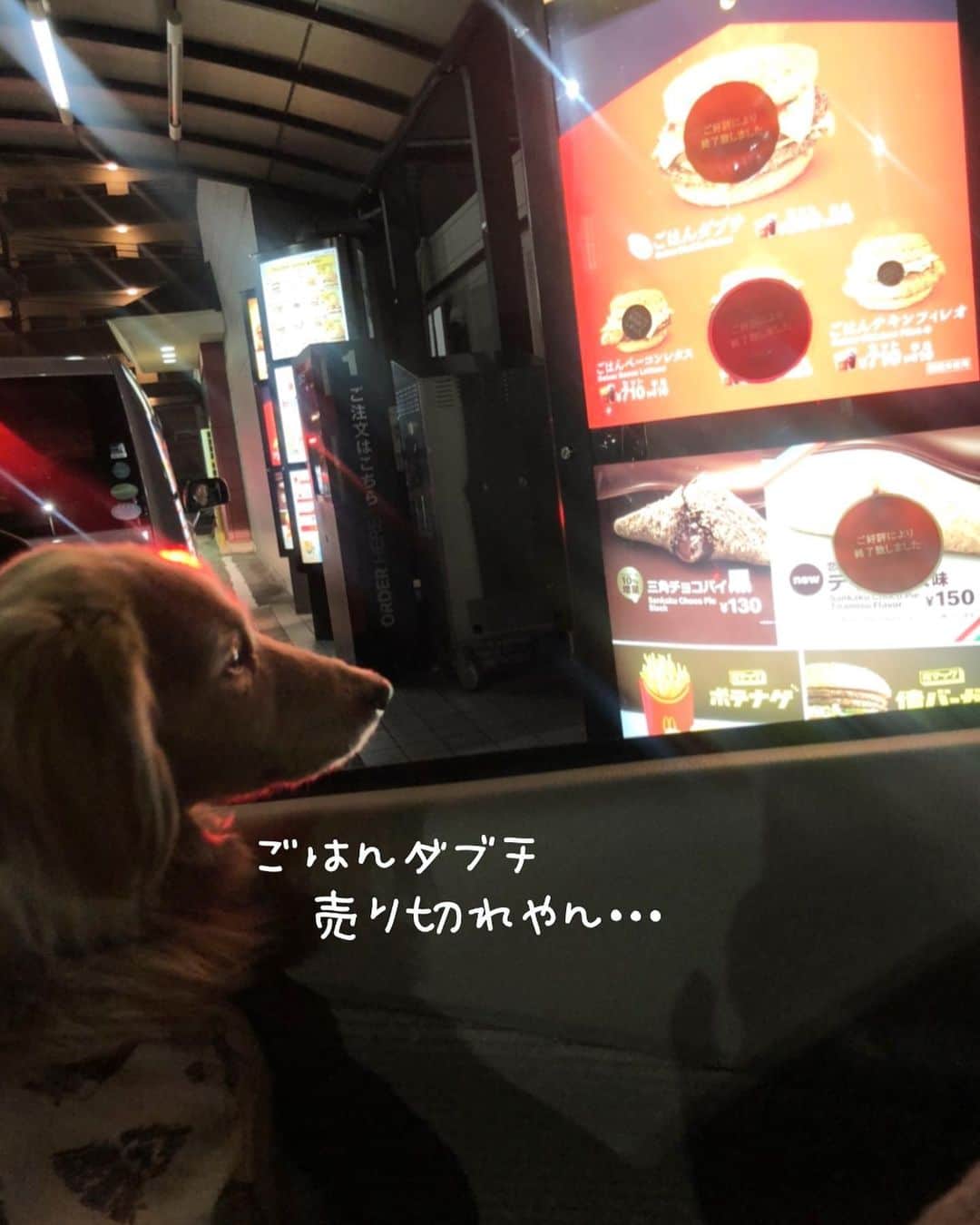 のインスタグラム：「いつかのドライブスルー🚙💨 お店で食べる🍟人減って 毎回行列過ぎて最近行けず…🌀 #マクドナルド #🍟#🍔#🍦 #ドライブスルー  #Mダックス#ダックス#ミニチュアダックス #親父犬#シニア犬#ミニチュアダックスフンド #ミニチュアダックスクリーム#短足部 #短足犬#カニンヘンダックス #ダックス14歳#カニンヘンダックスフンド#犬は家族#犬のいる生活#インスタでわんこみるのが日課 ♡♡」