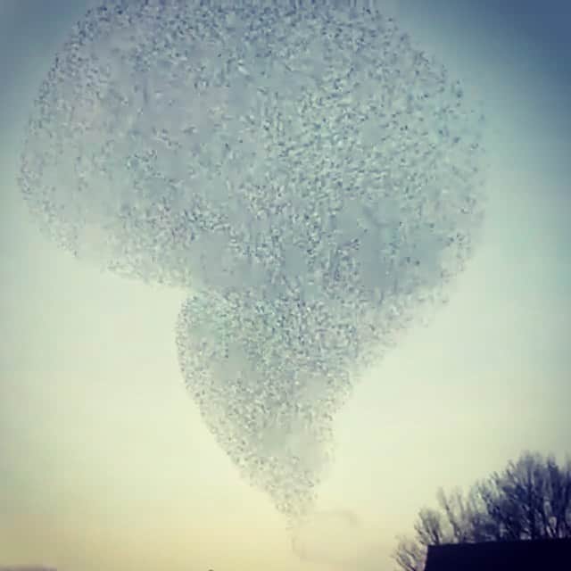のインスタグラム：「balé da natureza; no céu, no ar,  e pra guardar  no ❤️」