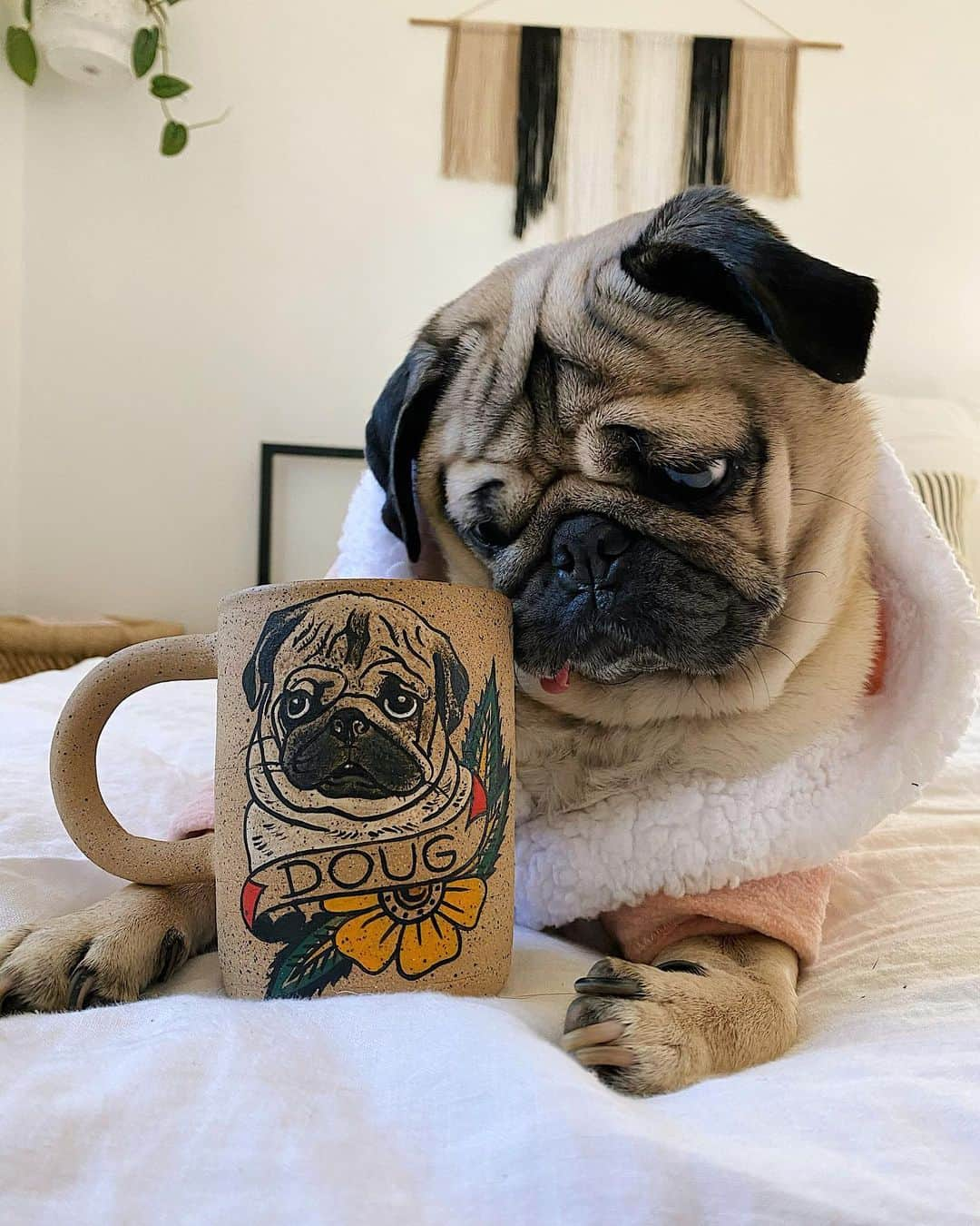 itsdougthepugさんのインスタグラム写真 - (itsdougthepugInstagram)「“When ur on ur second cup of coffee but haven’t eaten breakfast yet” -Doug」1月19日 2時21分 - itsdougthepug