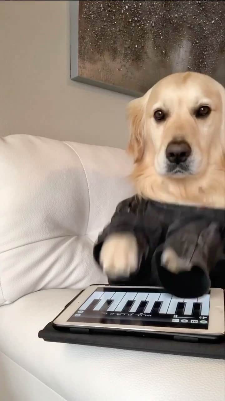 DogsOf Instagramのインスタグラム：「“Live performance featuring Benny X Elton John 🎤🎹✨” — @goldenbenjamin @eltonjohn   What’s your favorite Elton John song?  #dogsofinstagram #dogsrock #bennyandthejets #eltonjohn」