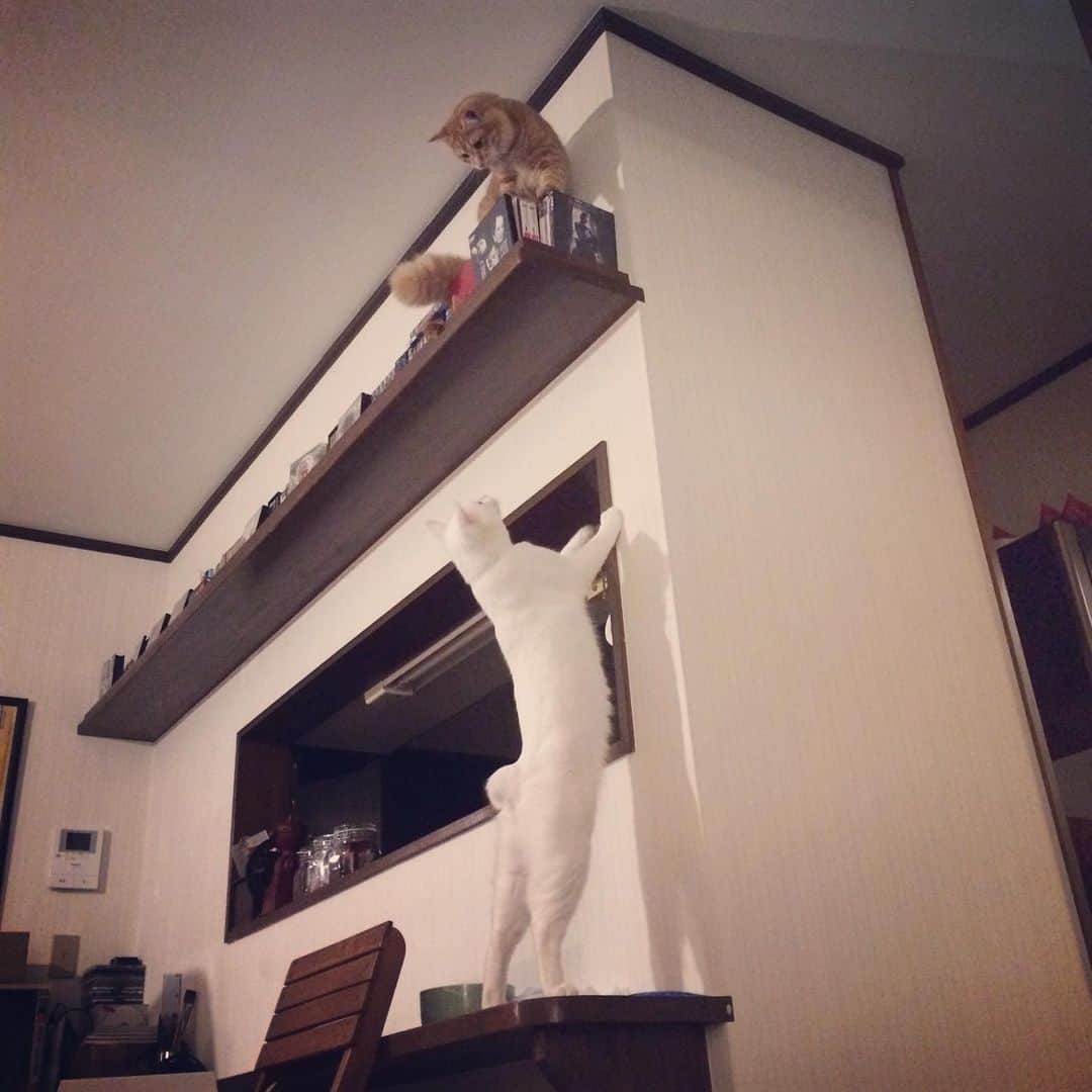 岡田屋鉄蔵のインスタグラム：「マジか。 ついにそんな所まで開拓したのですか。 壁面キャットウォーク作るか…」