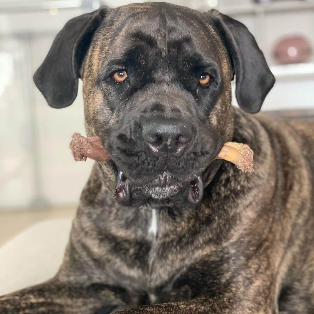 アリ・クリーガーのインスタグラム：「H A P P Y  3RD  B I R T H D A Y  to our baby angel Logey-bear! I love you so much. ❤️🐶」