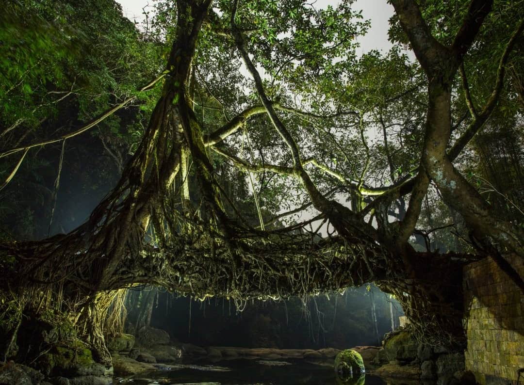 National Geographic Travelさんのインスタグラム写真 - (National Geographic TravelInstagram)「Photo by @prasen.yadav / While documenting different aspects of the living root bridges of Meghalaya, India, I was keen to photograph them in a unique light. The idea was to isolate these monumental bridges from the rainforest background that engulfs them. After extensive research and advice from a Nat Geo photographer friend, @anandavarma, we settled on an age-old technique known as light painting. Essentially, with an exposure time of approximately a few minutes, I would hold the portable light source as we walked the length and breadth of the bridge, aiming the light at some areas and letting others go dark for the photograph. In addition, we put fixed lighting in specific places, sometimes behind the bridge, to add layers of highlights, bringing certain branches and elements of the bridge into focus. After weeks of trying, the resulting images were close to what we had in mind: to make them look like they are right out of “Lord of the Rings,” and then tell how they are grown and that these surreal structures actually exist in India. Follow me @prasen.yadav for more photos from the extremely biodiverse states of India and parts of Central Asia.」1月19日 4時37分 - natgeotravel