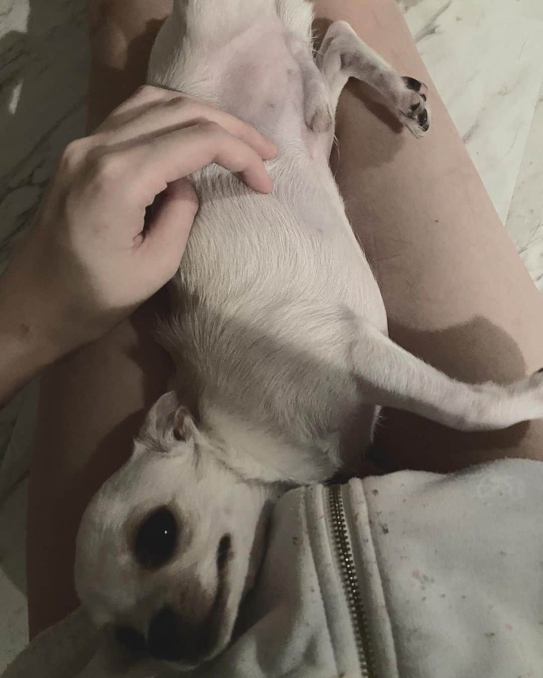 のインスタグラム：「わん」