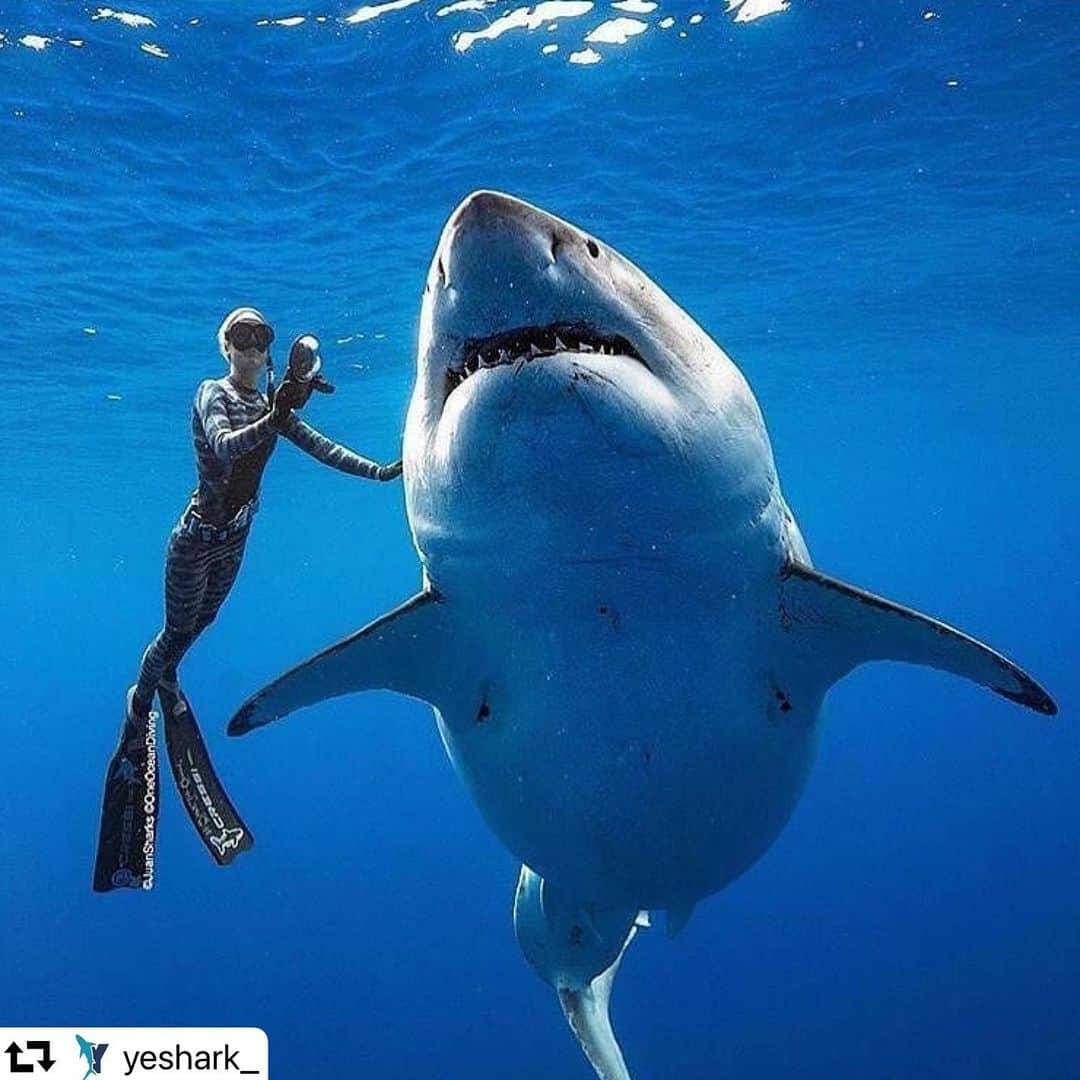 のインスタグラム：「#repost @yeshark_ ・・・ Apex predator, not monster 😍 - 📸 @juansharks with @oceanramsey Shark Merch👕 and Apperal🛒 available in the store🛍️ (🔗link in bio) Use this coupon code JAW on our website to find out how much you can save⁉️ . . . . #greatwhiteshark #whiteshark #whitesharks #greatwhitesharks #cagediving #sharkdive #savesharks #sharkdiving #shark #ilovesharks #helpsavesharks #welovesharks #discoverocean #divingphoto #savethesharks #saveoursharks #sharkwater #sharks #yeshark」