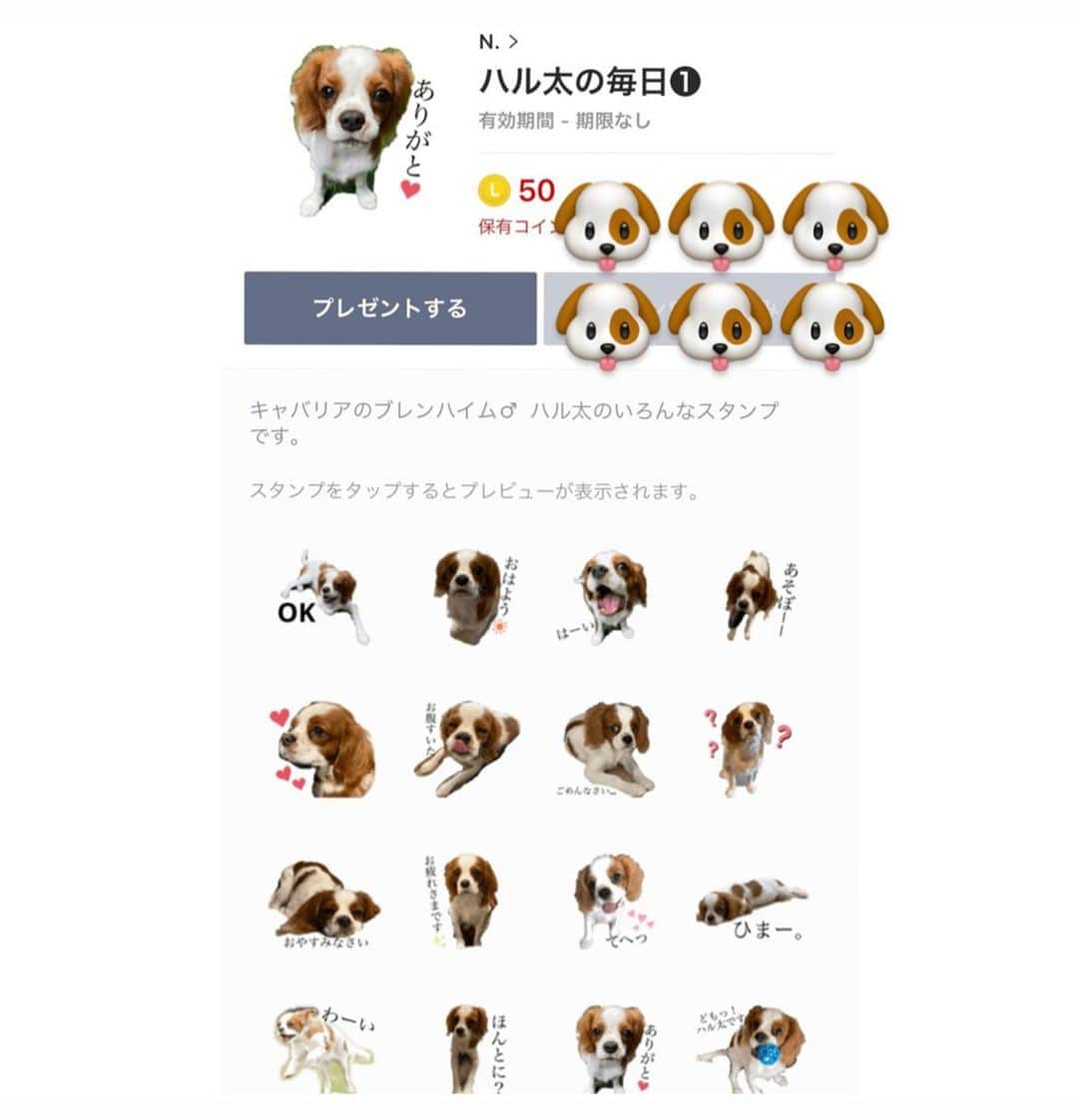 星奈津美さんのインスタグラム写真 - (星奈津美Instagram)「. ハル太のスタンプ作りました🐶❤️ #lineスタンプクリエイターズ  #パート3まであります #ハル太 #キャバリア #キャバリアキングチャールズスパニエル #ブレンハイム男の子」1月19日 15時28分 - ntm_hoshi