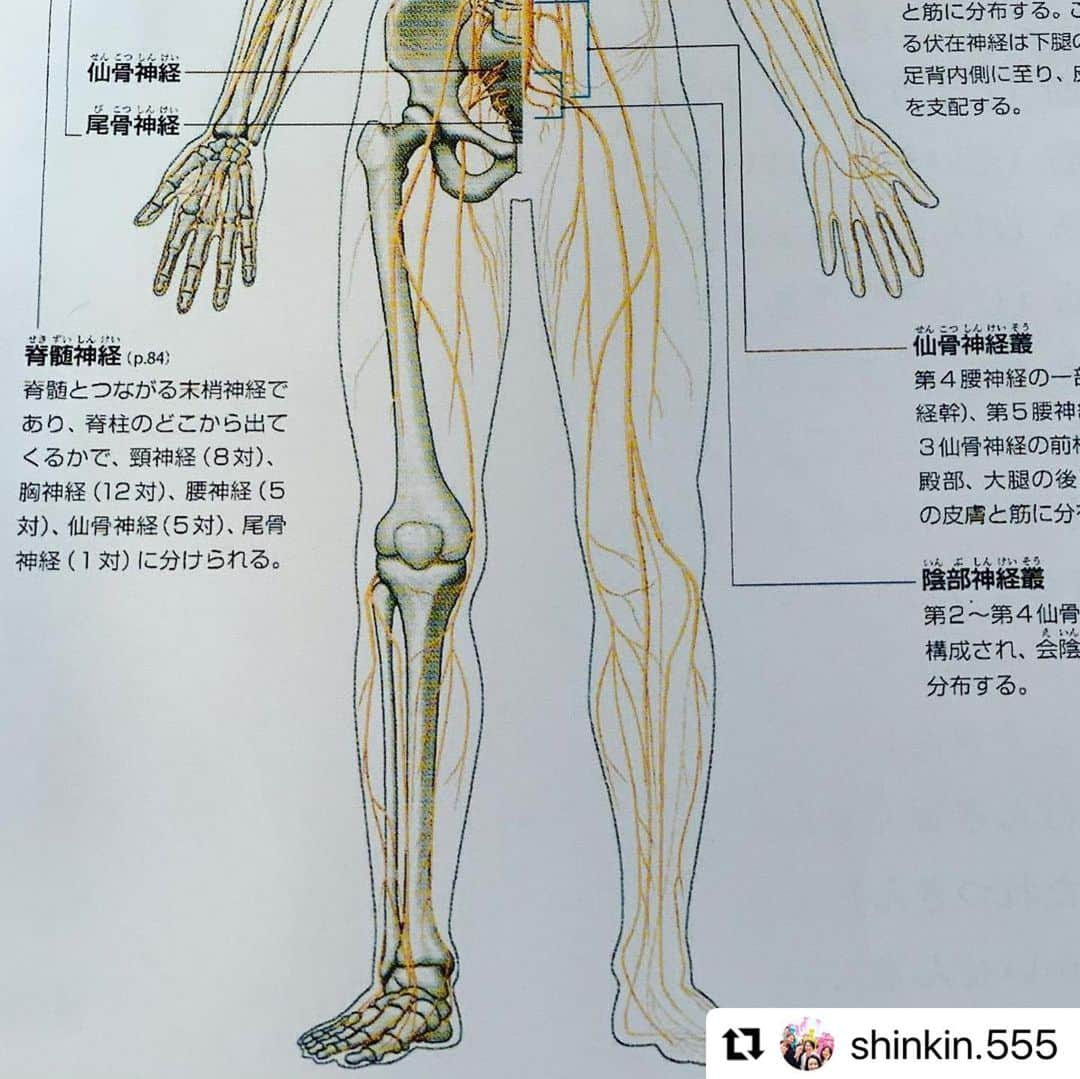 日本美容整骨学院さんのインスタグラム写真 - (日本美容整骨学院Instagram)「📣📣生徒募集中〜！📣📣 ________________________ #Repost @shinkin.555 with @make_repost ・・・ 2月23.24.25日 と美容神筋矯正の小顔矯正・下半身矯正と3日間 スクールスタートします！ 今回は、下半身矯正 を25日に予定してます。 以前に、小顔矯正を受講された生徒様も25日ご参加頂けたら嬉しいです😃  下半身には 全身の筋肉の約7割が集まっています。この下半身に刺激を与えることによってより効果的、効率よく美容と健康に必要な神経刺激、ホルモンの産生を促すことはできます✨  つまり、「エイジポジティブ」を叶えようとするならば下半身に刺激を与えることがより効果的、効率的と言えます。  1、脂質代謝の促進 2、体脂肪の蓄積を抑える 3、体脂肪の燃焼を促進する 4、精神の安定 5、モチベーションの向上 6、血管拡張 7、脳の覚醒効果 8、内臓機能向上 など  小顔効果や上記以外にも様々な効果が期待できます。  神経・筋肉を 副交感神経よりになるよう、どう施術するか！ 現在のメニューとどう、組み合わせるか あと、美肌、ダイエットにつなげるトークも盛りだくさんしていきます⭐️  是非、更に知識、技術を 磨いてお客様に満足していただきましょう⭐️  #Repost @biyouseikotsugakuin with @make_repost ・・・ 💀✨ _______________________ 美容神筋矯正 受講生募集のご案内【@大阪校】  学院長のヒロ先生、上級講師、認定講師陣も絶賛の【美容神筋矯正】✨ 美容整骨と美容神筋を組み合わせる事で、お客様満足度アップ⤴️売上アップ⤴️間違いなしです！  美容整骨で骨格へ 美容神筋で筋肉へ 骨と筋肉のダブルアプローチ❗️  上半身、小顔に加えて 2021年から要望の多かった下半身の講座もスタートします🌈  ・・・・・・・・・・・・・・  ※受講者2名以上での開講となります。 ※開催日程は状況により変更になる可能性があります。 ※全て大阪校での開催となります。  【申し込み方法】 ①美容神筋　○月受講希望 ②受講方法 【上半身～小顔のみ】or【下半身のみ】or【両方(上半身～小顔＋下半身)】 ③名前(漢字フルネーム) ④受講資料送付先住所 （郵便番号からご記載ください。サロンへ郵送の場合はサロン名の記載もお願いします。） ⑤電話番号  ↑上記①～⑤をご記入の上、LINE公式アカウントまでメッセージをお願いいたします。  お問い合わせは、6枚目のQRコードを読み取り、お気軽にご連絡ください✨  #日本美容整骨学院 #美容整骨 #美骨美人 #骨格矯正 #小顔矯正 #骨盤矯正 #美脚矯正 #くびれ矯正 #小顔 #骨盤 #美脚 #くびれ #矯正 #黄金バランス #勝ち組 #女子 #骨格矯正の時代 #骨から綺麗に #痛くない小顔矯正 #ゴッドハンド集団 #資格習得 #学び #授業 #スキルアップ #神筋矯正師  #美容神筋矯正」1月19日 15時35分 - biyouseikotsugakuin