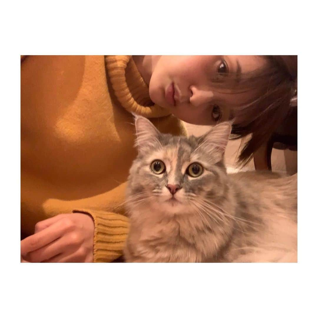 佐藤梨那さんのインスタグラム写真 - (佐藤梨那Instagram)「ニット着てると もっふもふの麗しき毛皮と ぱちぱち、静電気が。💡  加湿器さんに頑張ってもらってます。  #ねこのシャーロット  #香箱座り」1月19日 15時59分 - sato_lina