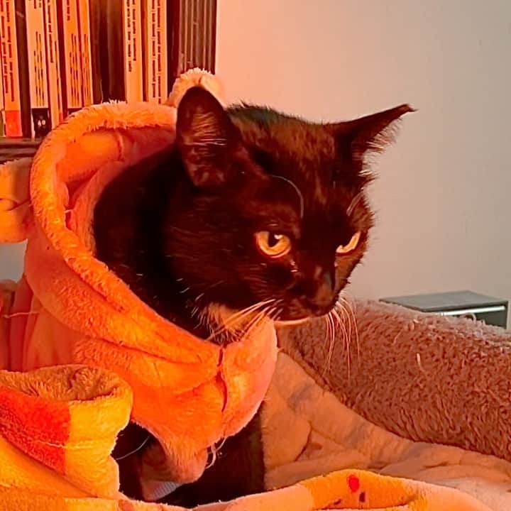 Katetsaiのインスタグラム：「貓咪撒嬌的最高境界 silent meow 無聲喵 The highest realm of a spoiled cat - silent meow   #張開嘴喵卻沒有聲音 #因為發出的是高頻叫聲 #原用意是呼喚母貓或是信任同伴 #咦咦我是嗎 #知識型IG   #cat #neko #ネコ #ねこ #猫  #吉美jigme #Jigmefansclub #catsofinstagram #katetsaivideo」