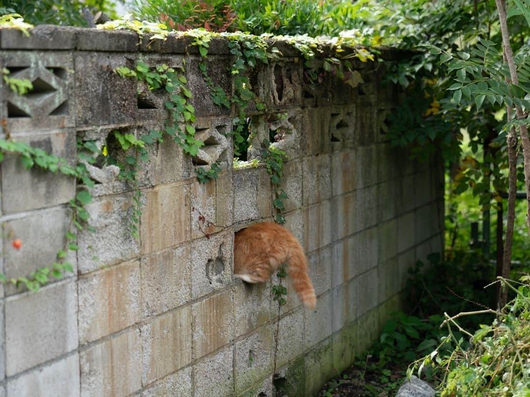 NEKOくらぶさんのインスタグラム写真 - (NEKOくらぶInstagram)「猫の国に帰ります🐈️⠀ *⠀ Facebookから、浅野 ユウキさんの作品ですにゃ（＝ΦωΦ＝）⠀ *⠀ 投稿いただいたURL⠀ https://www.facebook.com/photo.php?fbid=1369658656721095⠀ *⠀ いいね！＆コメント大歓迎！！⠀ *⠀ #nekoclub #NEKOくらぶ #Japan #Photo #写真 #日本 #cat #ネコ #ねこ #猫 ⠀ Follow: @nekoclub_jpn⠀ *⠀ ▼【廣済堂出版共同企画】NEKOくらぶの皆さまとつくる「NEKOくらぶ写真集」、発売中♪（＝ΦωΦ＝）⠀ ※詳細は本アカウント「 @nekoclub_jpn 」のプロフィールに固定しているハイライトから⠀ *⠀ ※皆様、政府、自治体など公的機関の指示に従った行動をお願いします。⠀ 東京カメラ部および分室では、写真を「見る楽しみ」を提供することを通して、微力ながら皆様にわずかな時間でも癒しをお届けしたいと思っております。⠀ ※本アカウントは東京カメラ部がFacebook、Instagramのサービスを利用して運営しているもので、Facebook社・Instagramとは一切関係ありません。」1月19日 16時00分 - nekoclub_jpn