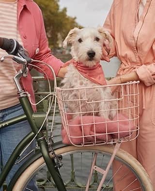 デプチオーのインスタグラム：「Adorable Croquette dans sa cagette ! ⁠ ⁠ #despetitshauts #despetitshautsaddict #despetitsmoments #rosie #lavieenplusjoliedepuis20ans #lavieenplusjolie」