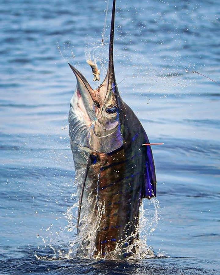 Costa Sunglassesのインスタグラム：「Launch window. 📷: @steve_doughertyphotos #SeeWhatsOutThere #BornOnTheWater」
