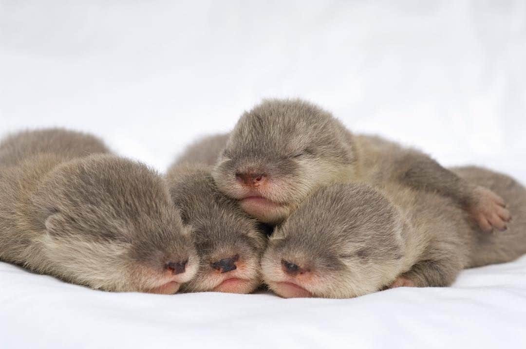 Baby Animalsさんのインスタグラム写真 - (Baby AnimalsInstagram)「Newborn otters! 💕」1月19日 7時32分 - thebabyanimals