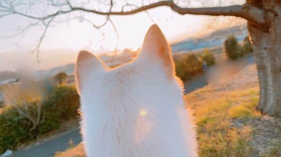 のインスタグラム：「おはようございます！！  『感情直結型ギタリスト』西川進です！！  激動の世の中だって思います、、、。  情報が溢れすぎて、、、  なにを信じれば良いのか？  もはや、、、 信じる信じないと言うよりは、、、  直感とか、、、感性に委ねる時期になっているのか、、、。  混沌とした時代だけど、、、  前を向いて歩いて行く、、、  「前進」あるのみ！！  キョウモガンバロウ！！  ＿＿＿＿＿＿＿＿＿＿＿＿＿＿＿＿＿  昨日は作業の合間に、、、 愛犬「ミル」（白豆柴の女の子）の散歩に行ってきました、、、。  めちゃくちゃ元気です、、、。  めちゃくちゃ歩きます、、、。  めちゃくちゃ動き回ります、、、。  なので、、、  最近、、、  上手に写真を撮ることが出来ません、、、ふふふ、、、。  だいたい眠っているか、、、おとなしくしている時の写真になっちゃいますね、、、。  こちらは、、、抱っこして撮りました、、、ふふふ、、、。  さっ！！ 今日は一日専門学校のお仕事です！ 気合い入れていきます！！ みなさん良き火曜日をおすごしくださいね！！  今日もみなさまの健康を祈っています！！  ＿＿＿＿＿＿＿＿＿＿＿＿＿＿＿＿＿＿＿＿＿  本日！！1月19日(火)21時！！予約受付開始です！！  Emö School（エモスク）2月前半のスケジュール！！  オンラインレッスン 2月6日(土)  2月7日(日) 15時～21時 2月11日(木)(祝)15時～21時 2月13日(土) 15時～21時  『バレンタインレッスン会☆オンライン！！』  2月14日(日)  詳しくはこちら！ https://note.com/nishikawasusumu/n/n246e1e6169f9  #EmöSensatioN #EmöSchool #エモスク #ギター教室 #音楽教室 #レッスン #スクール #演奏　#楽器　#音楽  #西川進　#ギター #ギタリスト　#guitarist #guitar #スマッシュルーム　#SmashRoom #サポートミュージシャン   #豆柴 #ミル #愛犬　#柴犬　#白豆柴 #白い豆柴　#女の子　#究極幸福神」