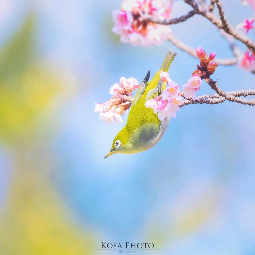 コサさんのインスタグラム写真 - (コサInstagram)「春めく 寒波だ！雪だ！って思ってたら、もう早咲き桜が咲き始めてた メジロさんも嬉しそうに遊びに来てました 🌸 Location:和歌山 Wakayama / Japan🇯🇵 Date:2021年1月 🌸 #桜 #メジロ #birders_gallery #Japan_Daytime_View #tokyocameraclub #team_jp_ #IG_PHOS #photo_jpn #Lovers_Nippon #YourShotPhotographer #Impressive_gallery #light_nikon #sorakataphoto  #LBJ_Legend #広がり同盟メンバー #nipponpic_member #special_spot_legend #s_shot #japan_of_insta #bestphoto_japan #Rox_Captures #kf_gallery_vip #1x_japan #IGersJP #jgrv_member #ap_japan_ #colore_de_saison #japan_bestpic_ #retrip_nippon #乗り越えようnippon」1月19日 8時03分 - kosa_photo