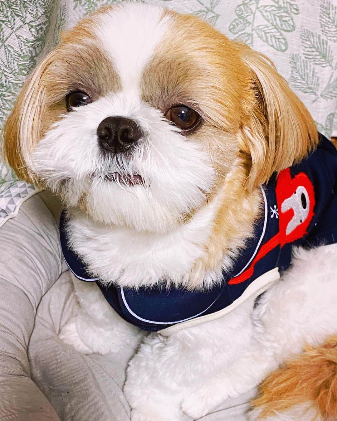 倉田雅世のインスタグラム：「おはようございます。 火曜日。 昨夜は盛大に寝落ちてました。 今日も、無理せず、一日がんばるぞ。 わんこの「目は口ほどに物を言う」です。 おやつほしいのかな。 #いぬすたぐらむ #いぬのいる暮らし」