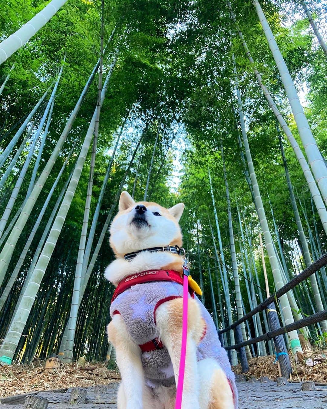 てんパパのインスタグラム