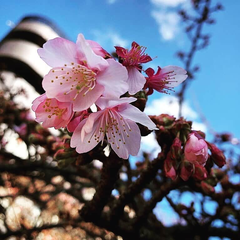 FAR YEAST BREWINGさんのインスタグラム写真 - (FAR YEAST BREWINGInstagram)「＜熱海では桜が開花しました🌸＞﻿ ﻿ 熱海の直営店「Yakiniku&Craft Beer 田（atami_den）」から、桜の開花情報が届きました。﻿ ﻿ こちらは熱海市の「木」でもある“あたみ桜”。﻿ 沖縄の寒緋桜と並んで日本列島で最も早咲きの桜で、同じく早咲きで有名な河津桜より約1カ月も早く咲くそうです。﻿ 1月末には満開になり、2月上旬まで楽しめるとのこと。﻿ ﻿ 1/30には、あたみ桜の満開に合わせて「美味しいイベント」を企画中です🐮﻿ 詳細が決定したら、桜の開花情報と合わせてお知らせしますのでお楽しみに！！﻿ ﻿ ﻿ ﻿ #熱海 #焼肉 #来宮 #熱海グルメ #熱海焼肉 #焼肉田 #熱海クラフトビール #クラフトビール #尾崎牛 #ファーイーストブルーイング #黒タン #熱海ディナー #熱海ランチ #焼肉ランチ #atami #yakiniku #craftbeer #japanesecraftbeer #den #faryeast #faryeastbrewing #ozakibeef #wagyu #地域共通クーポン #gotoeat #あたみ桜」1月19日 8時29分 - faryeastbrewing