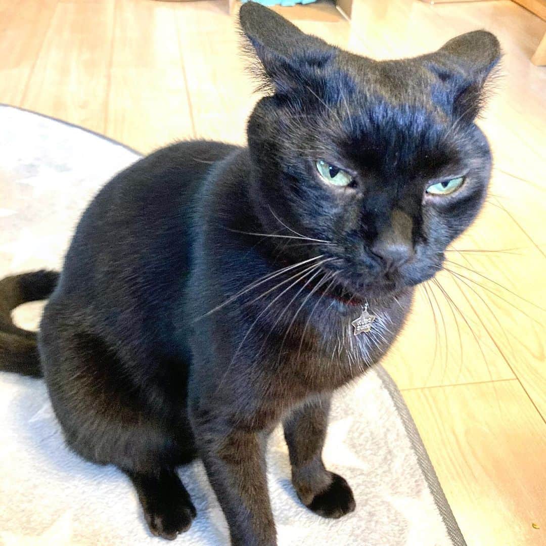 しおやてるこのインスタグラム：「おこなの？ #黒猫」